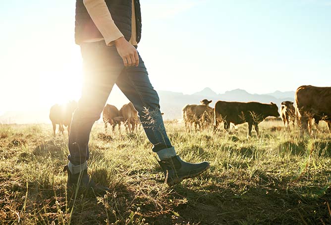 A person walking near cows grazing in a field